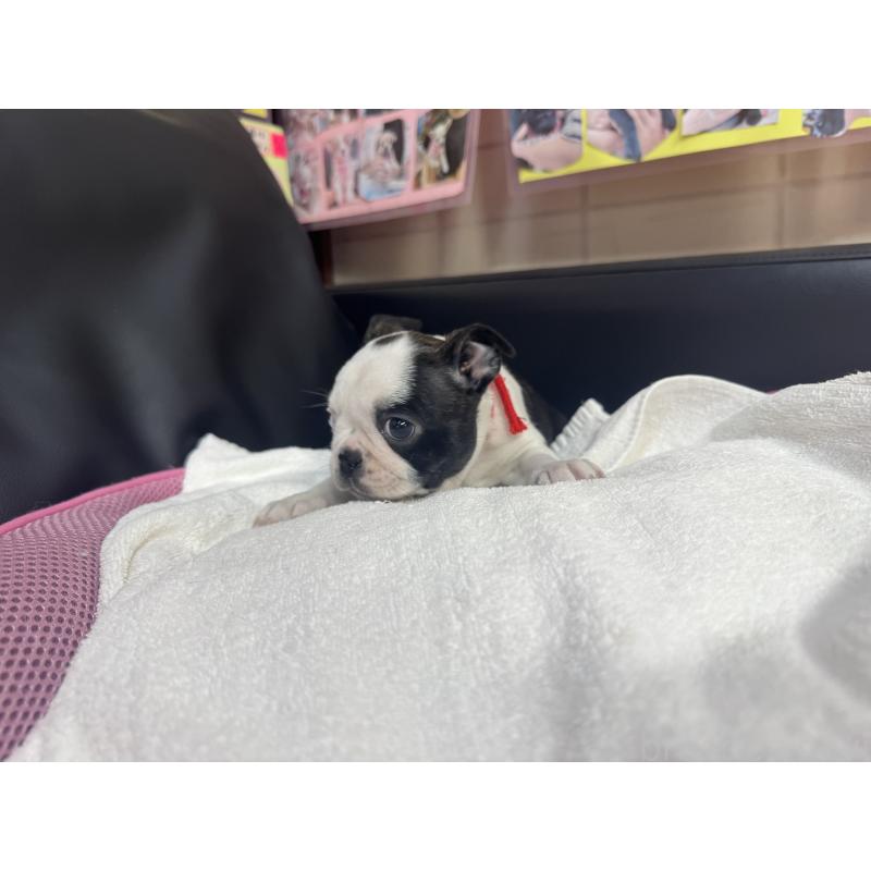 商談中の岐阜県のボストンテリア-417752の3枚目