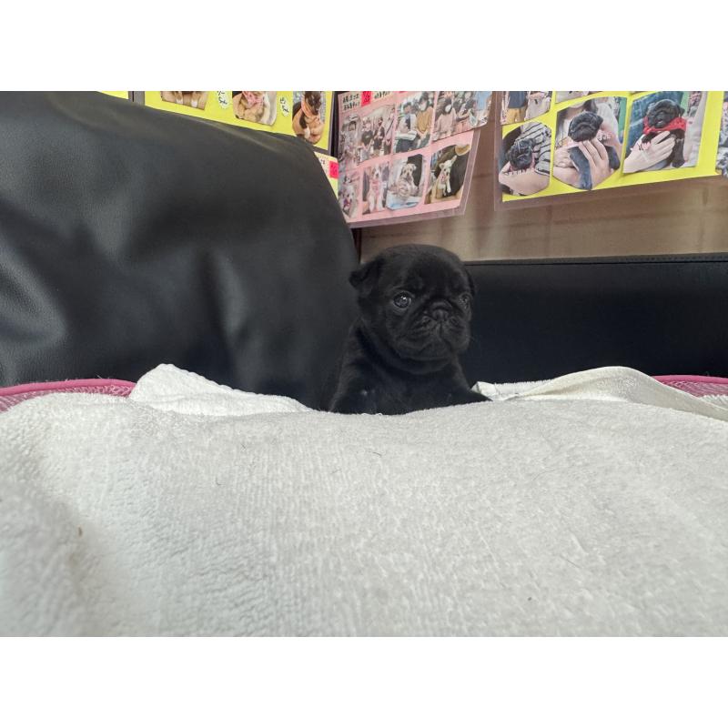 成約済の岐阜県のパグ-425986の18枚目