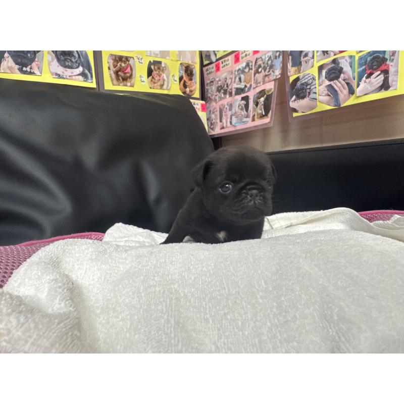 成約済の岐阜県のパグ-425987の14枚目