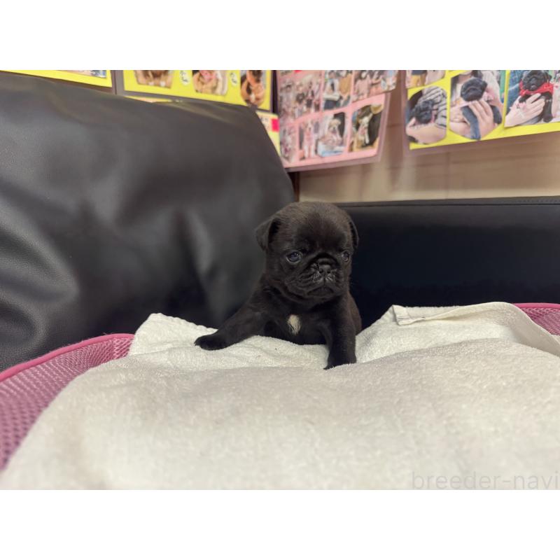 成約済の岐阜県のパグ-425987の13枚目