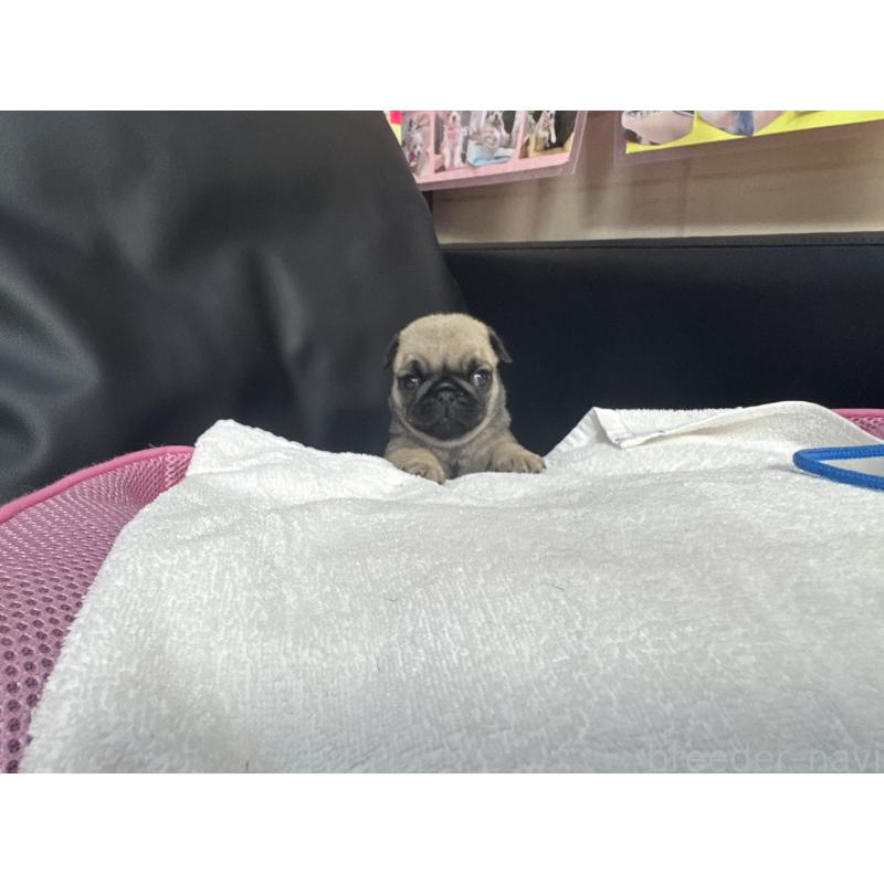 成約済の岐阜県のパグ-425988の10枚目