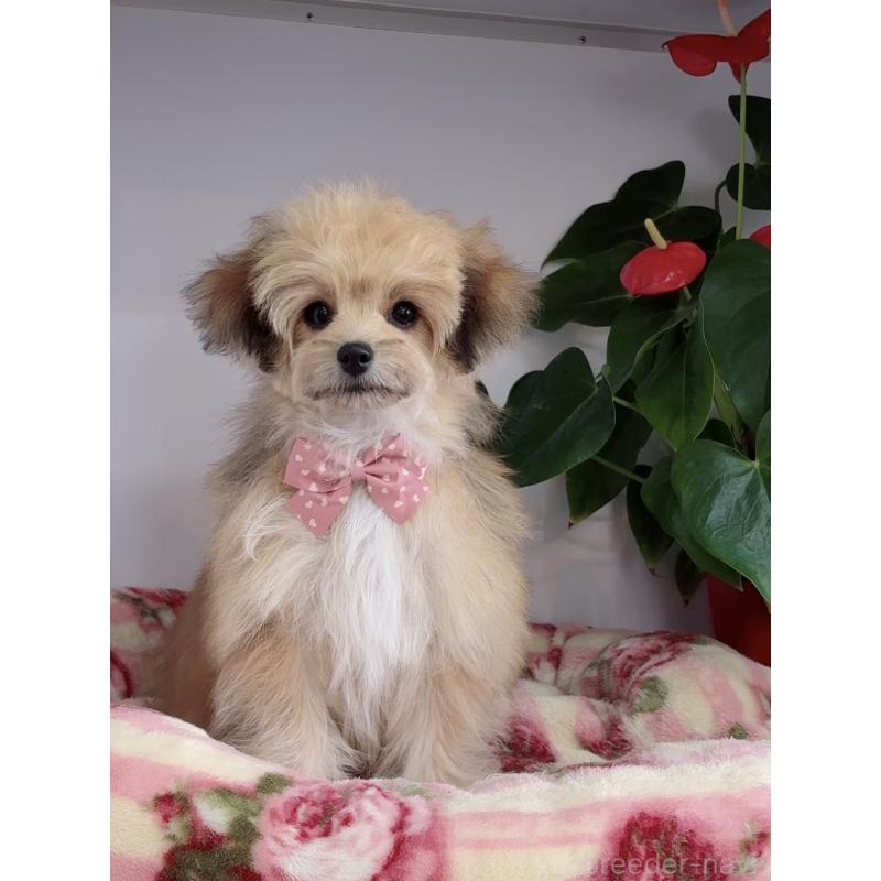 成約済の大阪府のチワマル:チワワ×マルチーズ-412507の8枚目