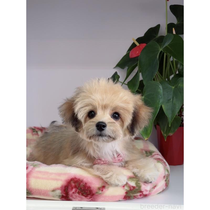 成約済の大阪府のチワマル:チワワ×マルチーズ-412507の7枚目