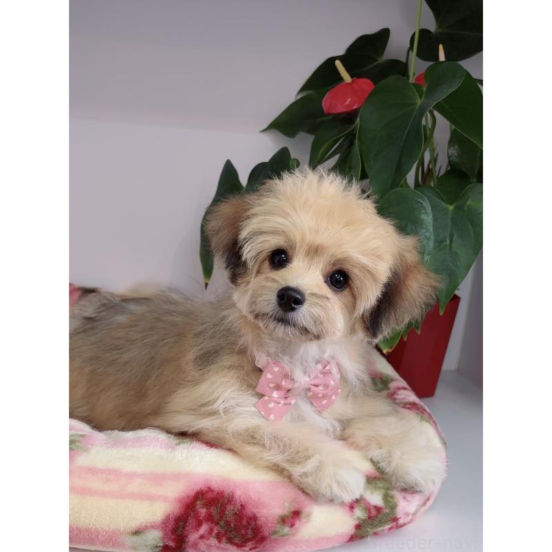 成約済の大阪府のチワマル:チワワ×マルチーズ-412507の6枚目