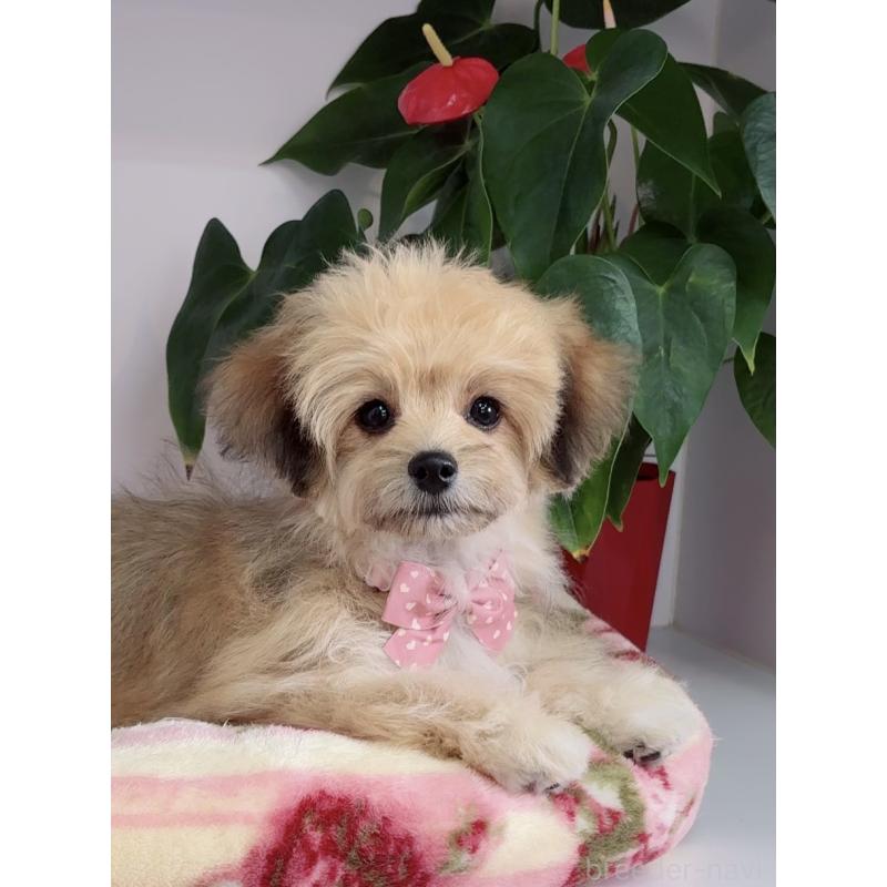 成約済の大阪府のチワマル:チワワ×マルチーズ-412507の5枚目