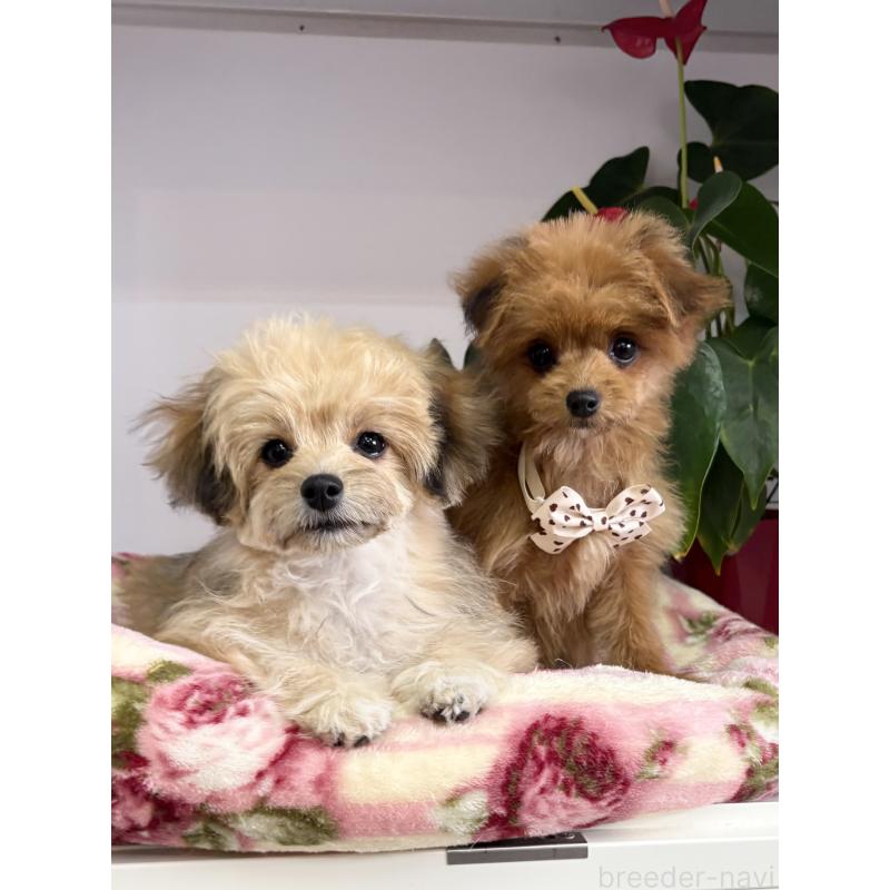 成約済の大阪府のチワマル:チワワ×マルチーズ-412507の4枚目