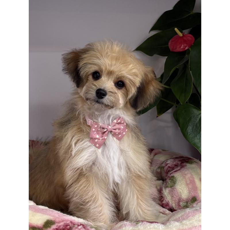 成約済の大阪府のチワマル:チワワ×マルチーズ-412507の3枚目