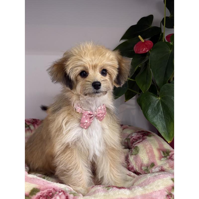 成約済の大阪府のチワマル:チワワ×マルチーズ-412507の2枚目