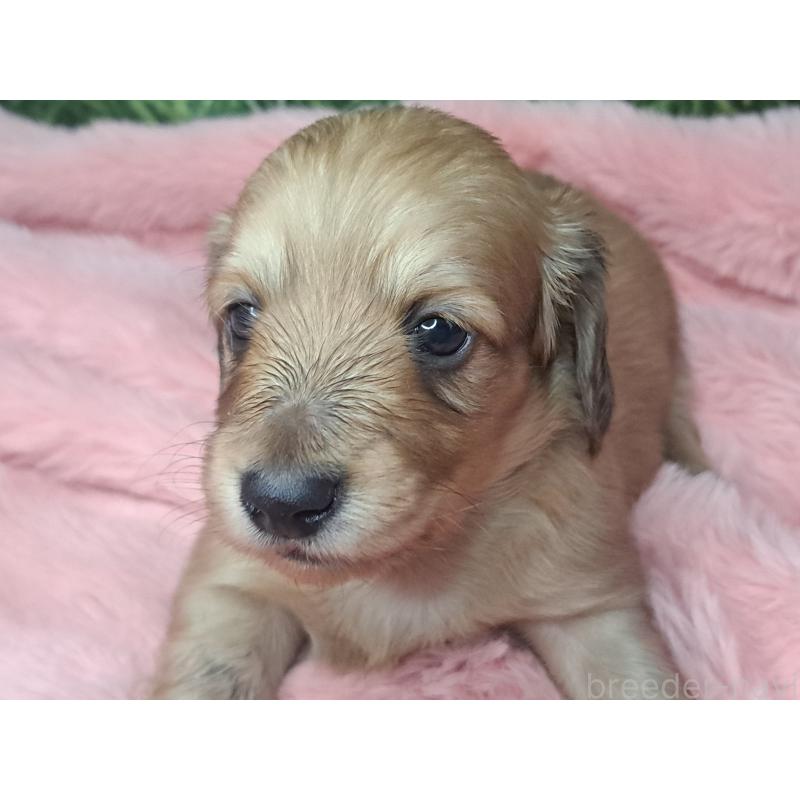 成約済の愛知県のミニチュアダックスフンド(ロングヘアード)-423201の6枚目