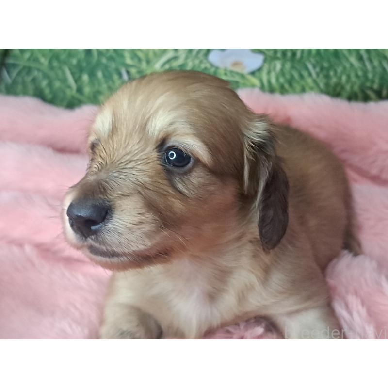 成約済の愛知県のミニチュアダックスフンド(ロングヘアード)-423201の5枚目