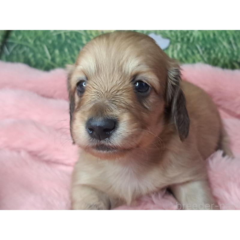 成約済の愛知県のミニチュアダックスフンド(ロングヘアード)-423201の4枚目