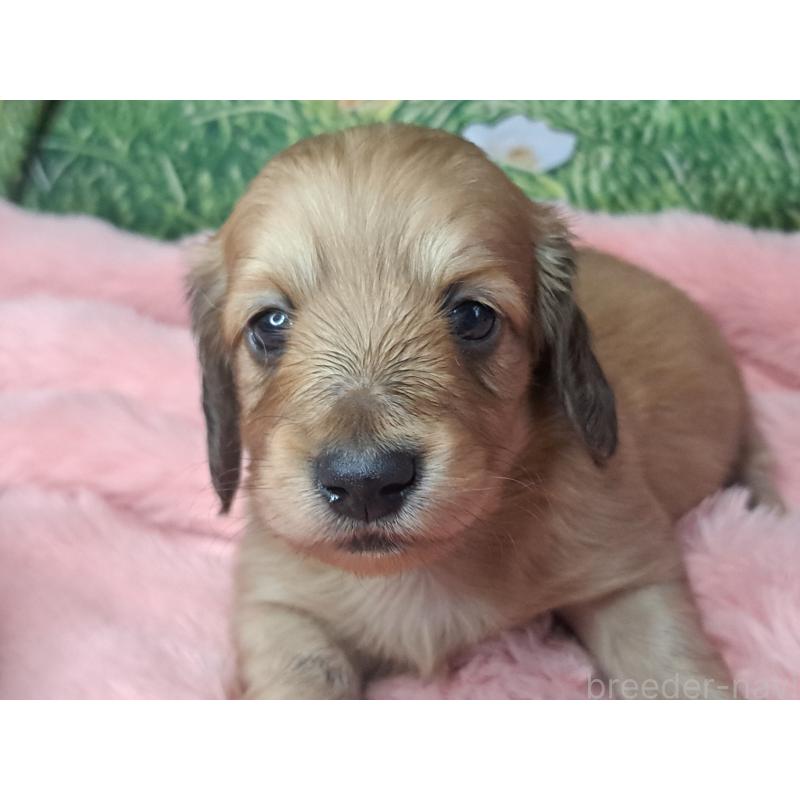 成約済の愛知県のミニチュアダックスフンド(ロングヘアード)-423201の3枚目