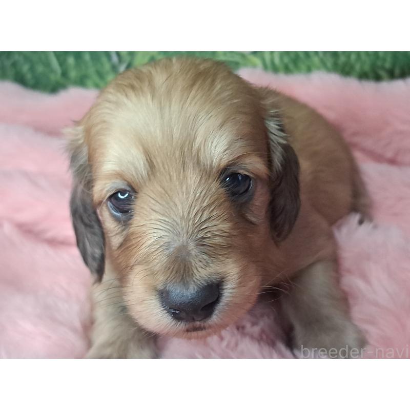 成約済の愛知県のミニチュアダックスフンド(ロングヘアード)-423201の2枚目