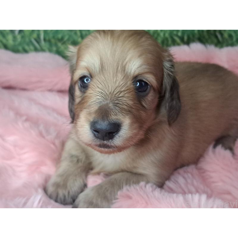 商談中の愛知県のミニチュアダックスフンド(ロングヘアード)-423201