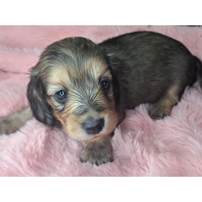 販売中の愛知県のミニチュアダックスフンド(ロングヘアード)-423204の21枚目