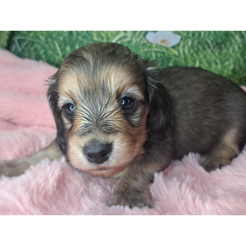 販売中の愛知県のミニチュアダックスフンド(ロングヘアード)-423204の20枚目