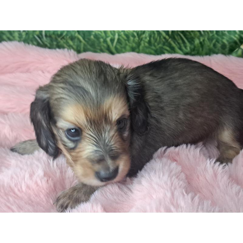 販売中の愛知県のミニチュアダックスフンド(ロングヘアード)-423204の19枚目