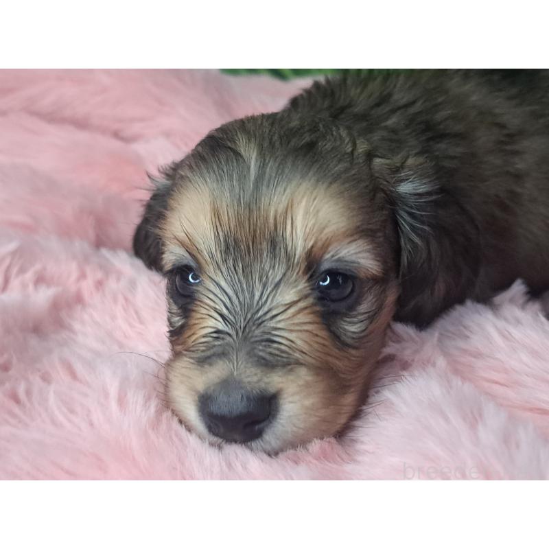 販売中の愛知県のミニチュアダックスフンド(ロングヘアード)-423204の18枚目