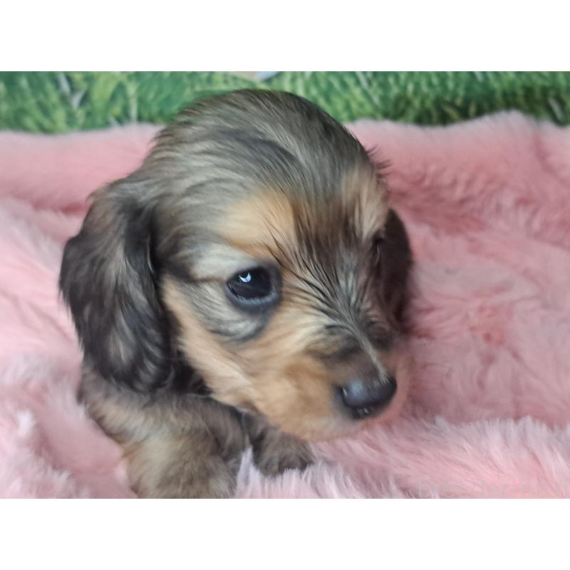 販売中の愛知県のミニチュアダックスフンド(ロングヘアード)-423204の17枚目