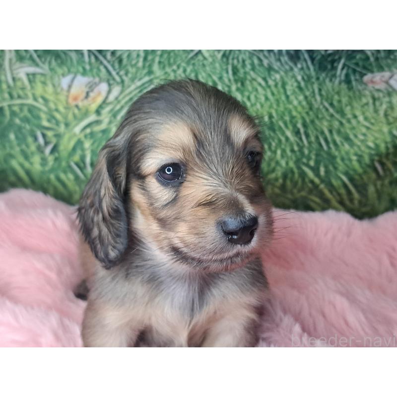 販売中の愛知県のミニチュアダックスフンド(ロングヘアード)-423202の21枚目