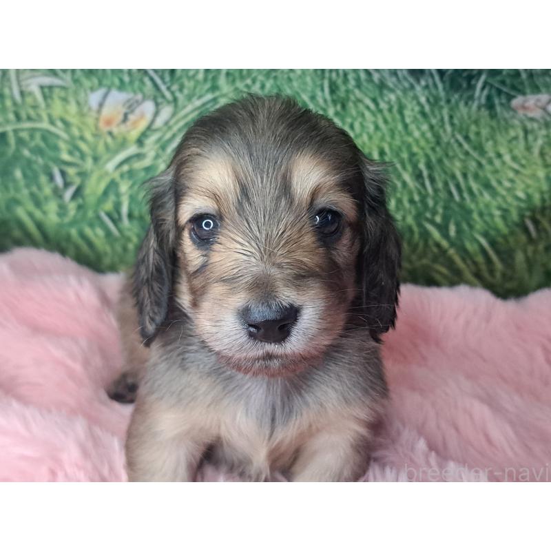 販売中の愛知県のミニチュアダックスフンド(ロングヘアード)-423202の20枚目