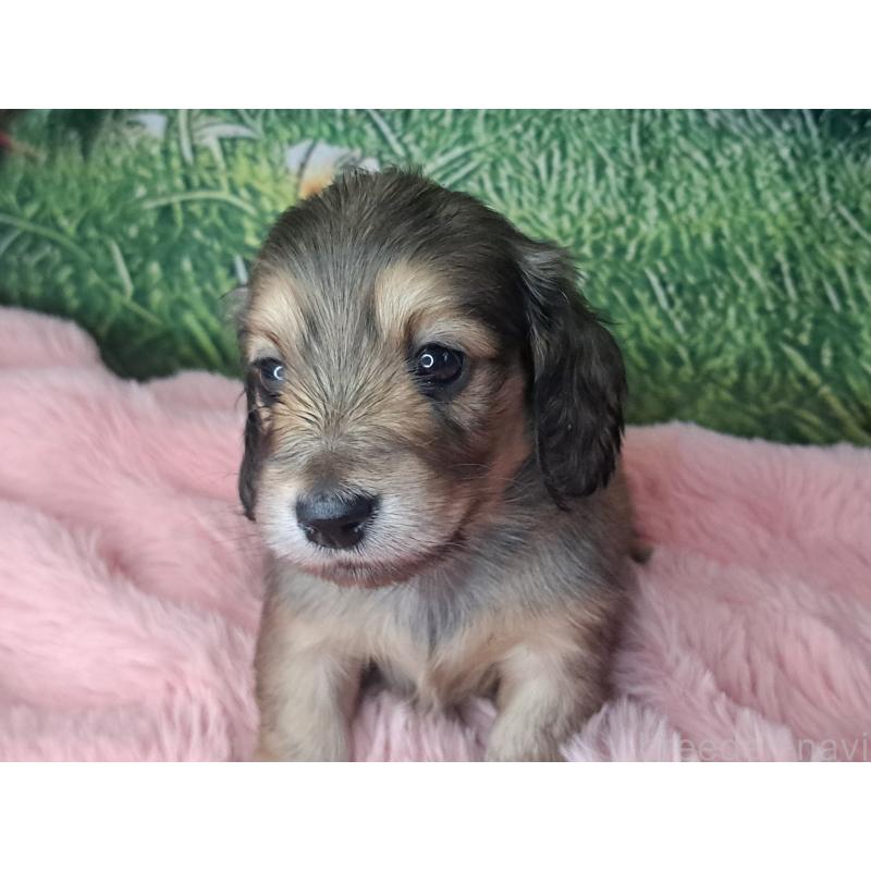 販売中の愛知県のミニチュアダックスフンド(ロングヘアード)-423202の19枚目