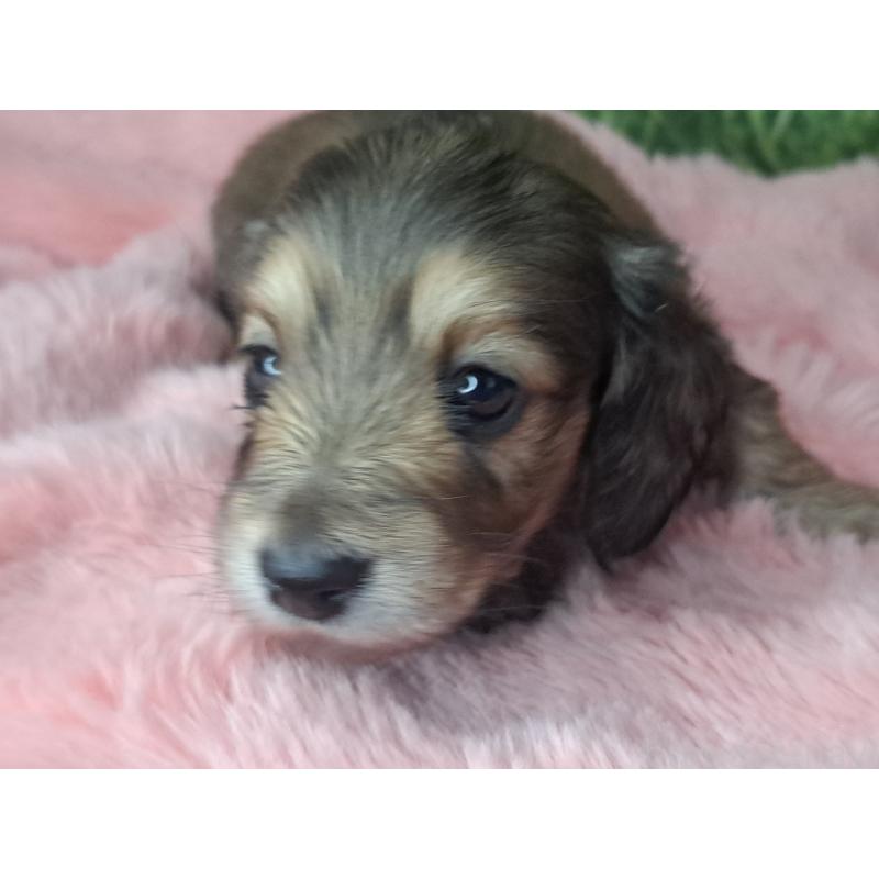 販売中の愛知県のミニチュアダックスフンド(ロングヘアード)-423202の18枚目