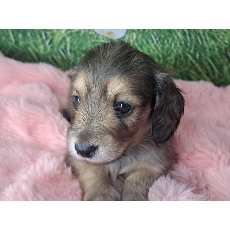 販売中の愛知県のミニチュアダックスフンド(ロングヘアード)-423202の17枚目