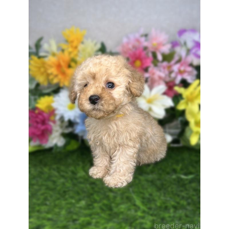 販売中の埼玉県のティーカッププードル-421987の4枚目