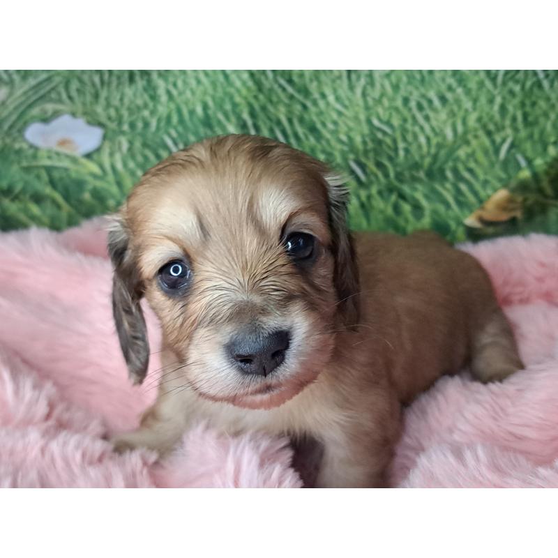 成約済の愛知県のミニチュアダックスフンド(ロングヘアード)-423205の10枚目