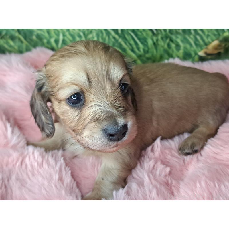 成約済の愛知県のミニチュアダックスフンド(ロングヘアード)-423205の9枚目