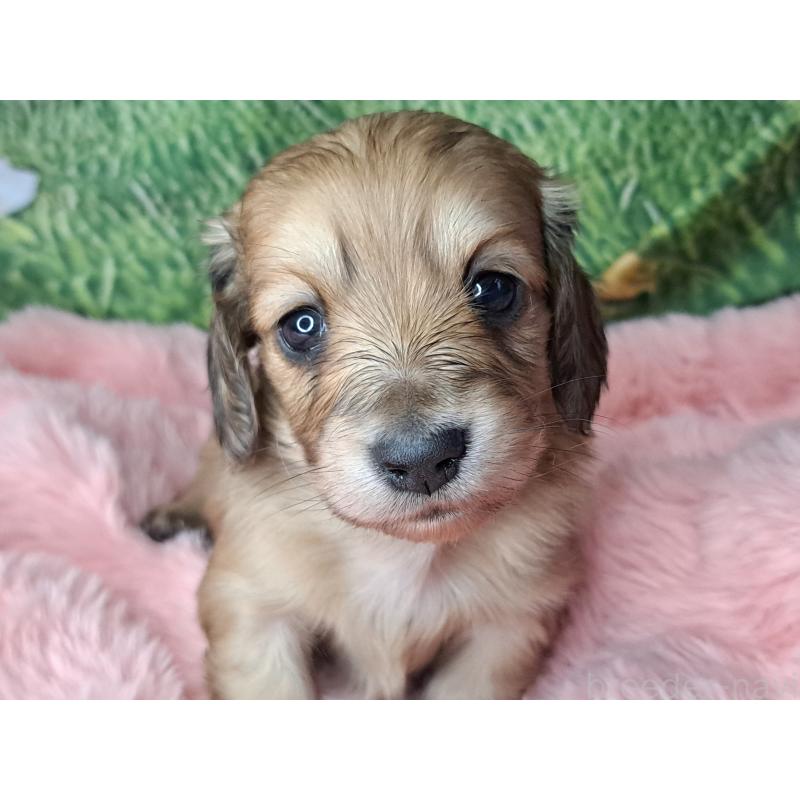 成約済の愛知県のミニチュアダックスフンド(ロングヘアード)-423205の8枚目