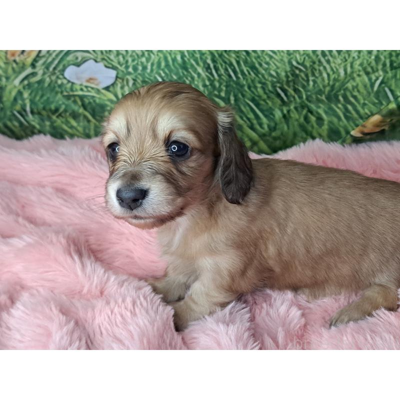 成約済の愛知県のミニチュアダックスフンド(ロングヘアード)-423205の7枚目