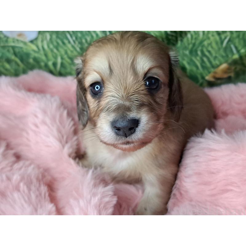 成約済の愛知県のミニチュアダックスフンド(ロングヘアード)-423205の6枚目