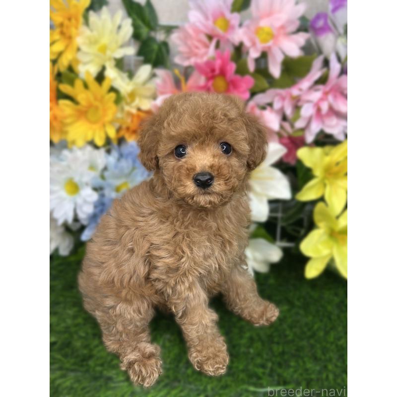 成約済の埼玉県のティーカッププードル-421983の2枚目