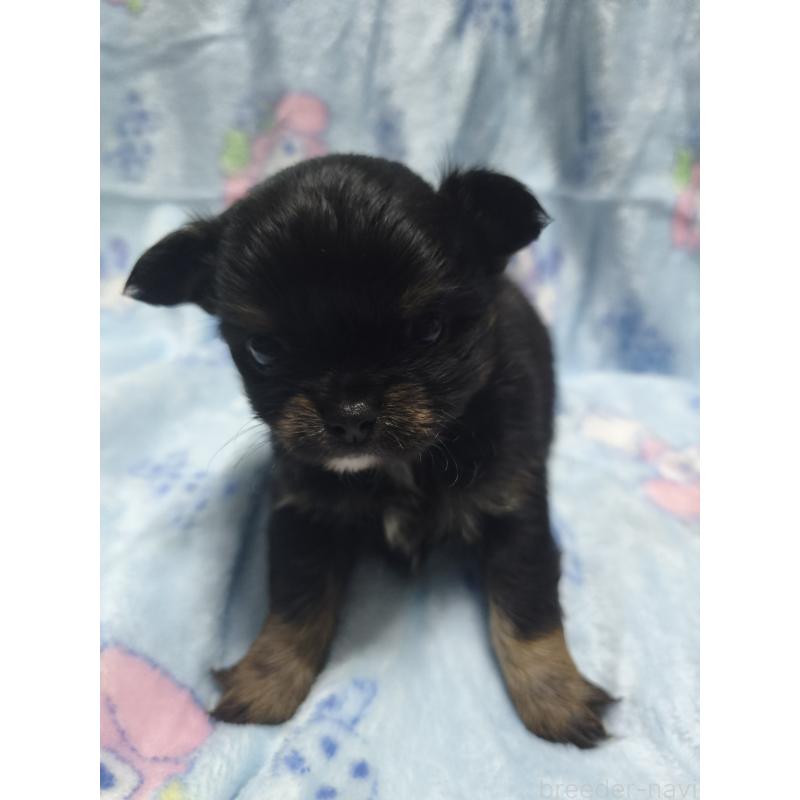 販売中の愛媛県のチワワ(ロングコート)-426238の5枚目