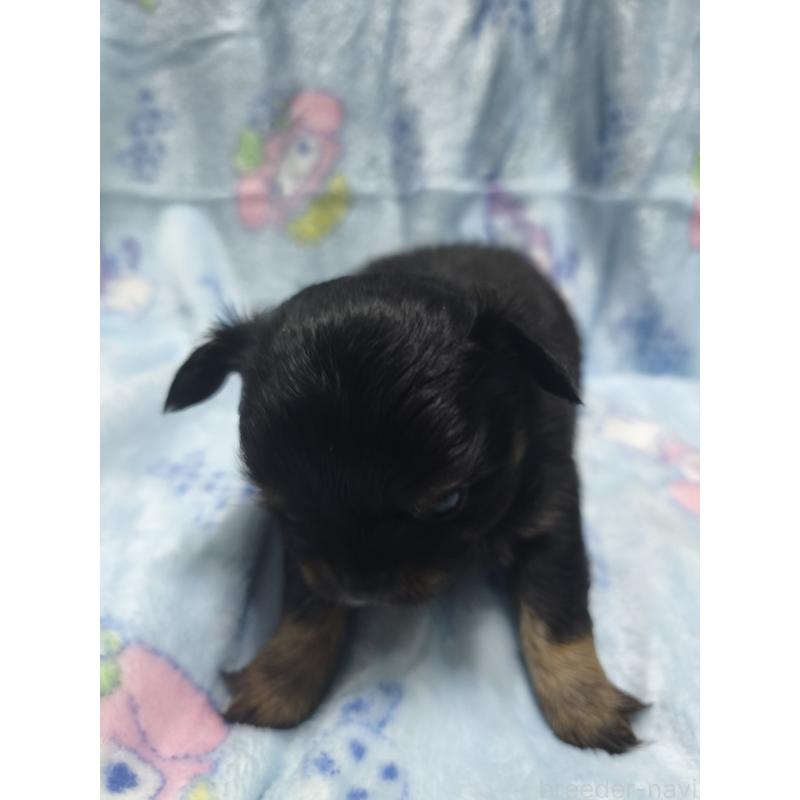 販売中の愛媛県のチワワ(ロングコート)-426238の4枚目