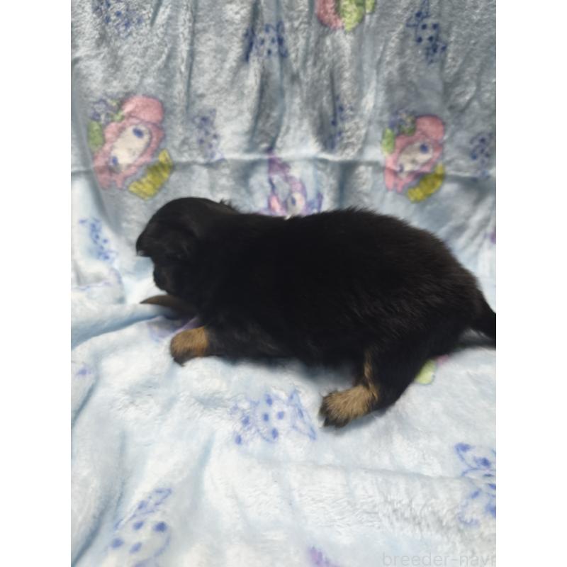 販売中の愛媛県のチワワ(ロングコート)-426238の3枚目