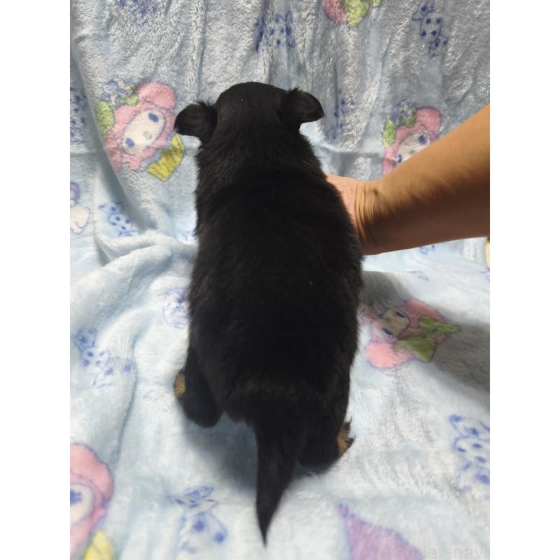 販売中の愛媛県のチワワ(ロングコート)-426238の2枚目