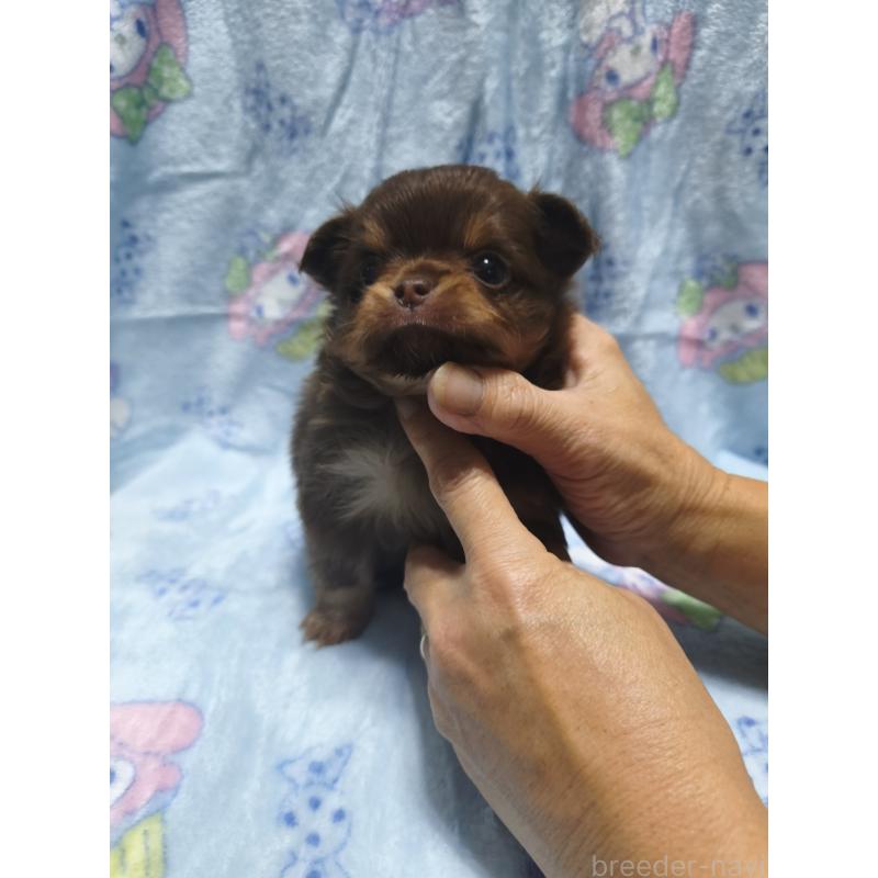 販売中の愛媛県のチワワ(ロングコート)-426239の6枚目