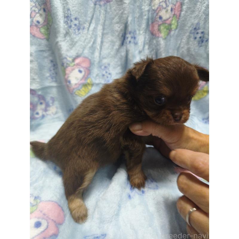 販売中の愛媛県のチワワ(ロングコート)-426239の5枚目