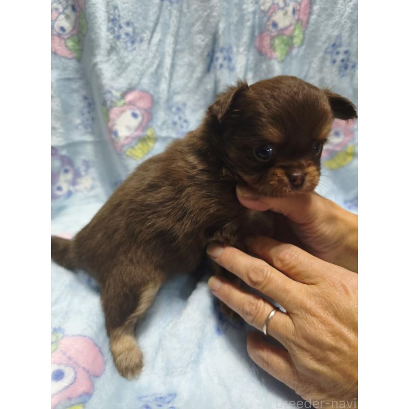 販売中の愛媛県のチワワ(ロングコート)-426239の4枚目