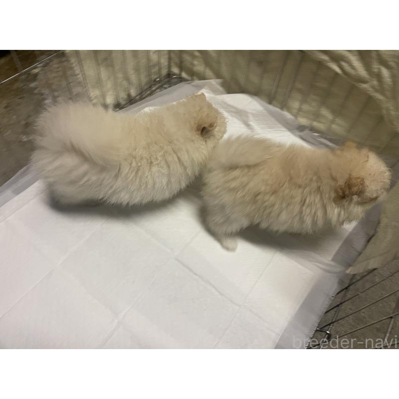 販売中の沖縄県のポメラニアン-426240の3枚目