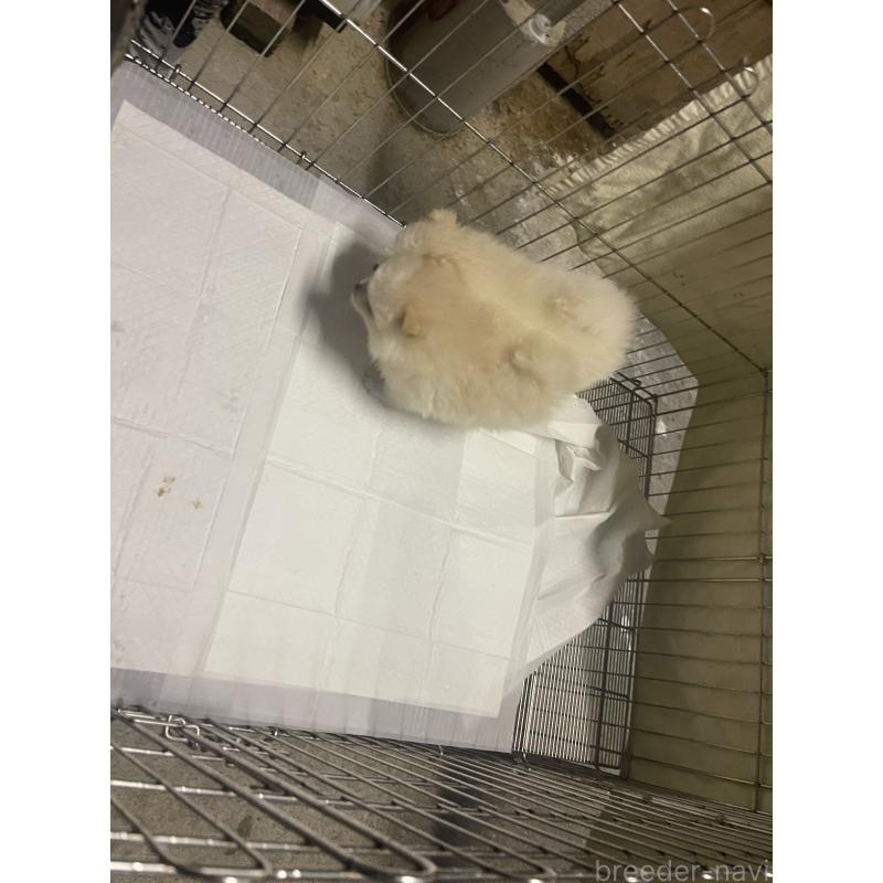 販売中の沖縄県のポメラニアン-426240の2枚目