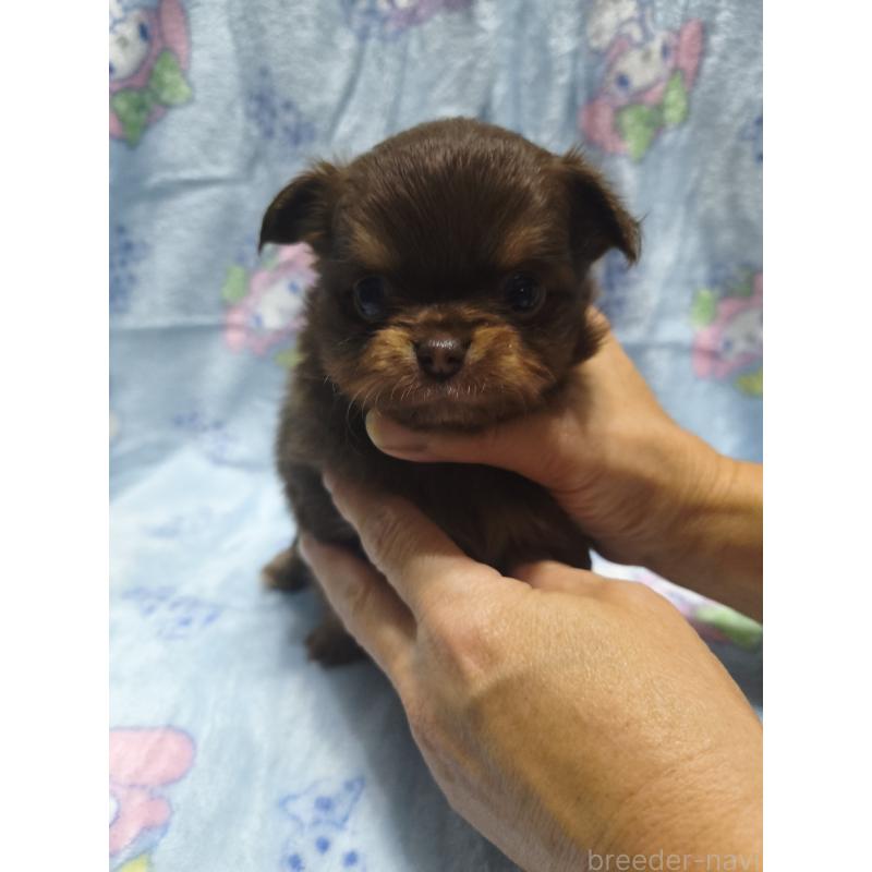 販売中の愛媛県のチワワ(ロングコート)-426239の2枚目