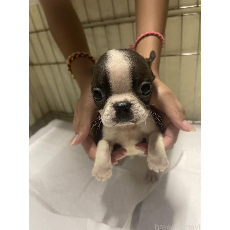 販売中の沖縄県のボストンテリア-426241の2枚目