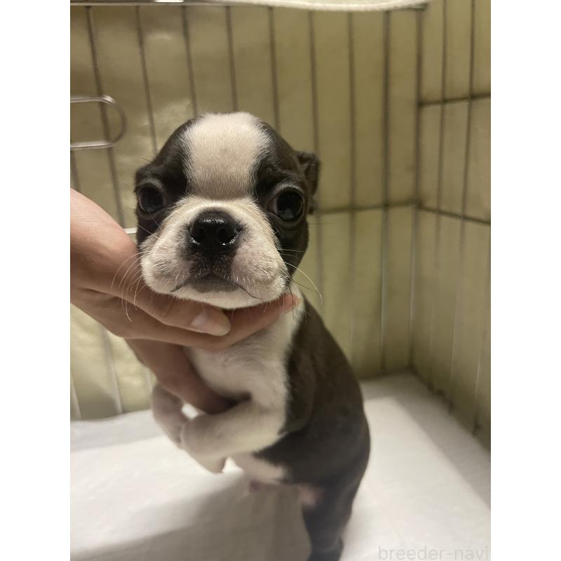 販売中の沖縄県のボストンテリア-426242の1枚目