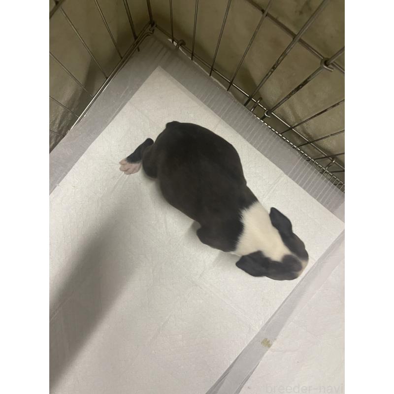 販売中の沖縄県のボストンテリア-426242の4枚目