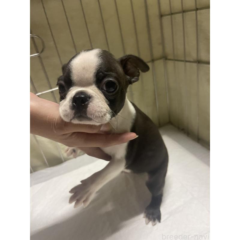 販売中の沖縄県のボストンテリア-426242の3枚目