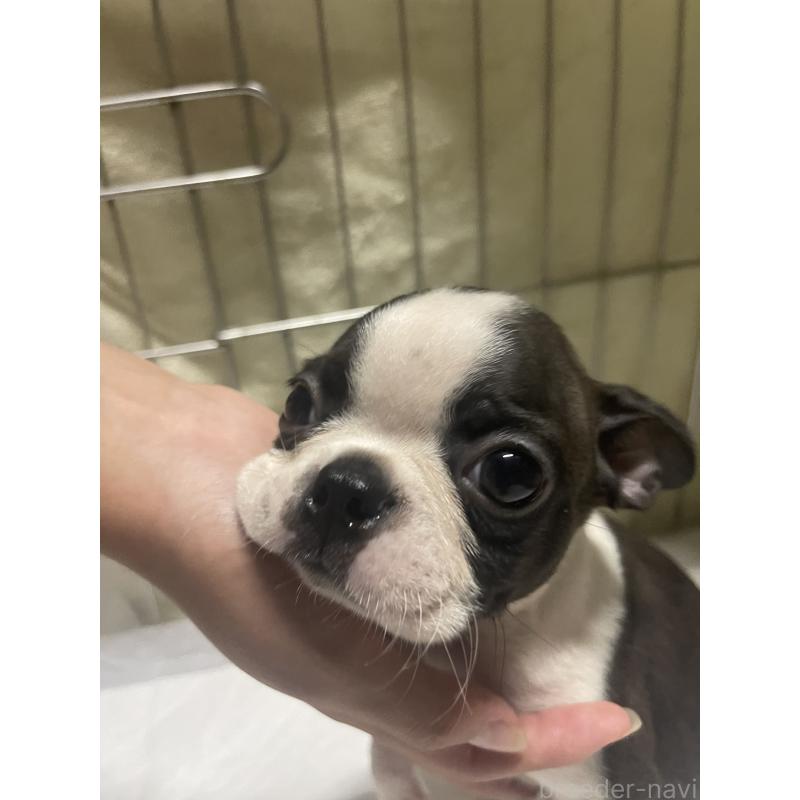 販売中の沖縄県のボストンテリア-426242の2枚目